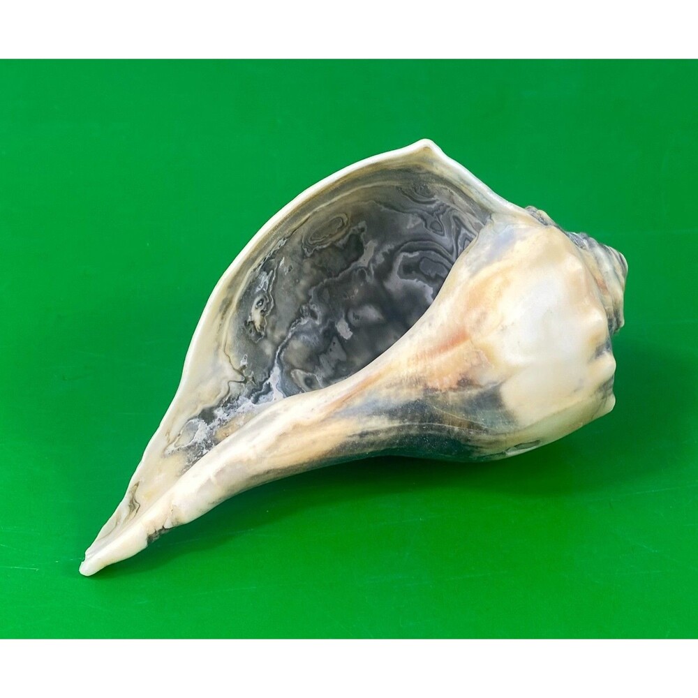 Medium 4" Natural Sea Shell Conch Beach Coastal Home Decor Display Specimen